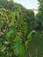 IMG_20250514_074651.jpg