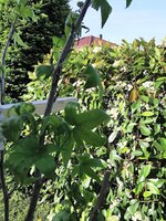 IMG_20250514_074804.jpg