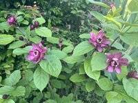 IMG_8519.jpeg