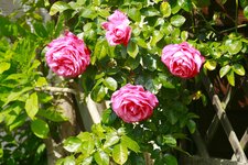 _MG_9205.JPG