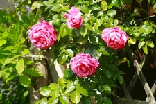 _MG_9205.webp