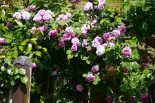 _MG_9204.webp