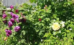_MG_9203.webp