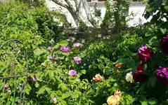 _MG_9201.webp