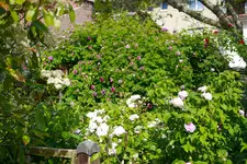 _MG_9200.webp