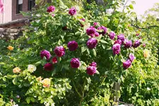 _MG_9199.webp