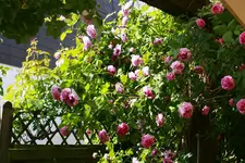 _MG_9197.webp