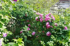 _MG_9194.webp