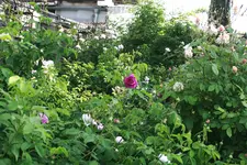 _MG_9193.webp