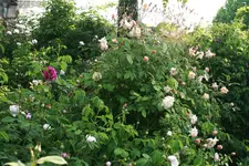 _MG_9192.webp