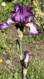IMG_4282.jpeg