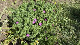 IMG_4283.jpeg