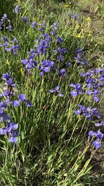 IMG_4288.jpeg