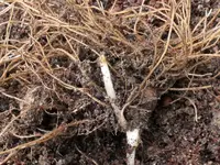 2025AneKnollAus.webp 2025AneKnollAus.webp