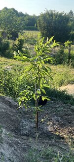 IMG_7955.jpeg