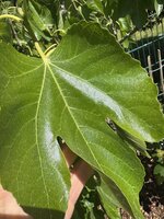 IMG_7385.jpeg