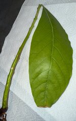 IMG_1212.JPG