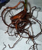 IMG_1208.JPG