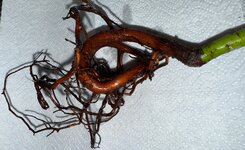 IMG_1207.JPG