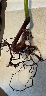 IMG_1202.JPG