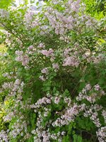 IMG_20250515_135304.jpg