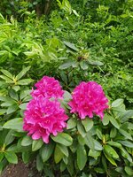 IMG_20250515_135242.jpg