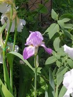 IMG_20250515_135134.jpg