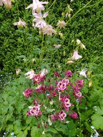 IMG_20250515_135054.jpg