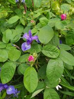 IMG_20250515_134943.jpg