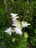 IMG_20250515_134830.jpg