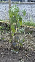 IMG_4298.jpeg