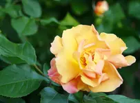 _MG_9176.webp