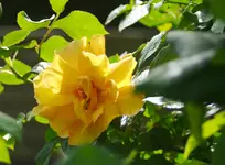 _MG_8928.webp