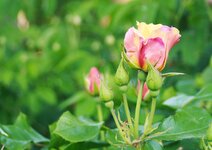 _MG_9177.JPG