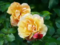 _MG_9331.webp