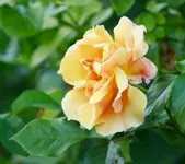 _MG_9332.webp