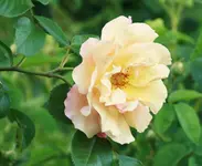 _MG_9341.webp