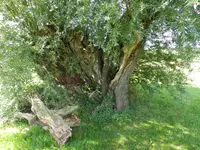 uralte Kopfweide Gr.Z..webp