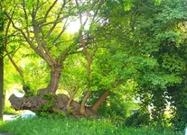 _MG_8853.webp