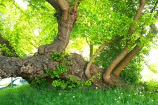 _MG_8854.webp