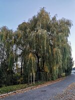 IMG_20221113_162340.jpg