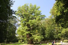 alte Eiche Ivenack, 3,50 m, 11 m über 1000 Jahre alt.JPG