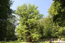 alte Eiche Ivenack, 3,50 m, 11 m über 1000 Jahre alt.webp