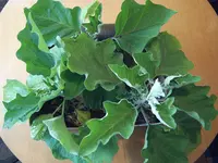 Auberginen17.05 (1).webp