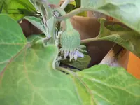 Auberginen17.05 (2).webp