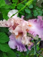 IMG_20250517_115442_1.jpg