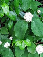 IMG_20250517_115909.jpg