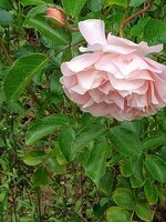 IMG_20250517_120057_1~2.jpg