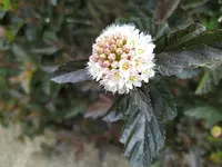 IMG_20250517_120435_1.jpg