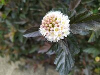 IMG_20250517_120435_1.jpg